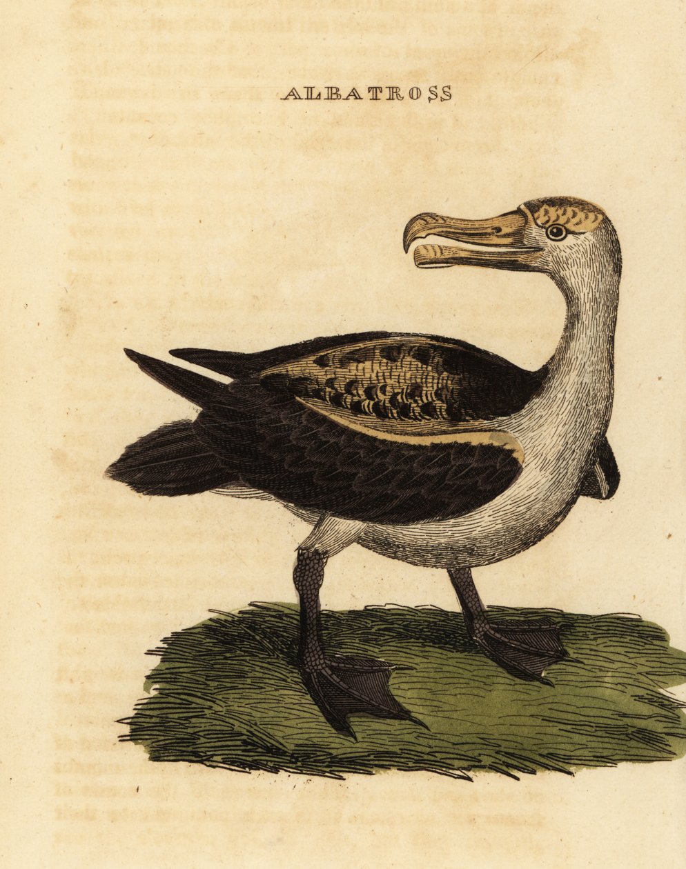 Albatroz de castanho-preto, Thalassarche melanophris de George (after) Edwards