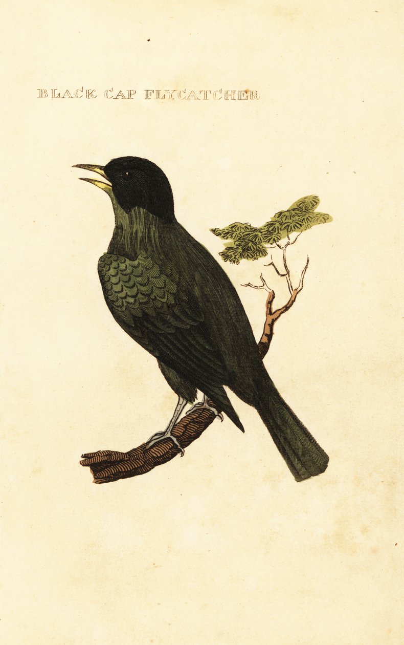 Bulbo de capa preta, Pycnonotus melanicterus de George (after) Edwards