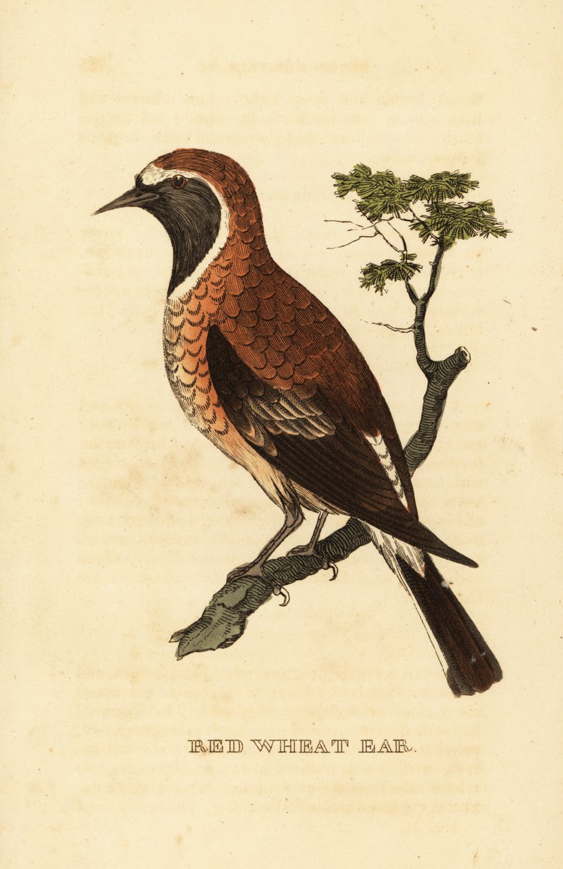 Oenanthe hispanica stapazina, morfo de orelha negra de wheatear de George (after) Edwards