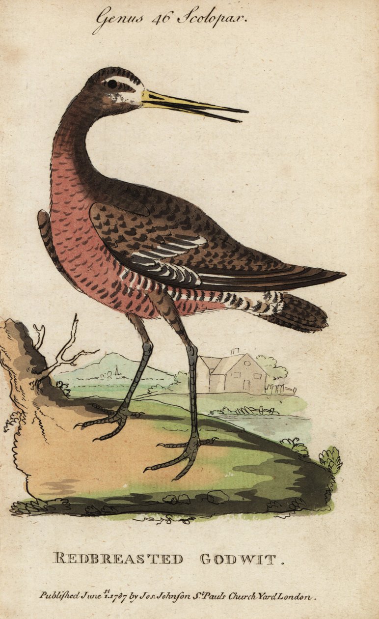 Padrinho de cauda preta ou padrinho de peito vermelho, Limosa limosa de George (after) Edwards