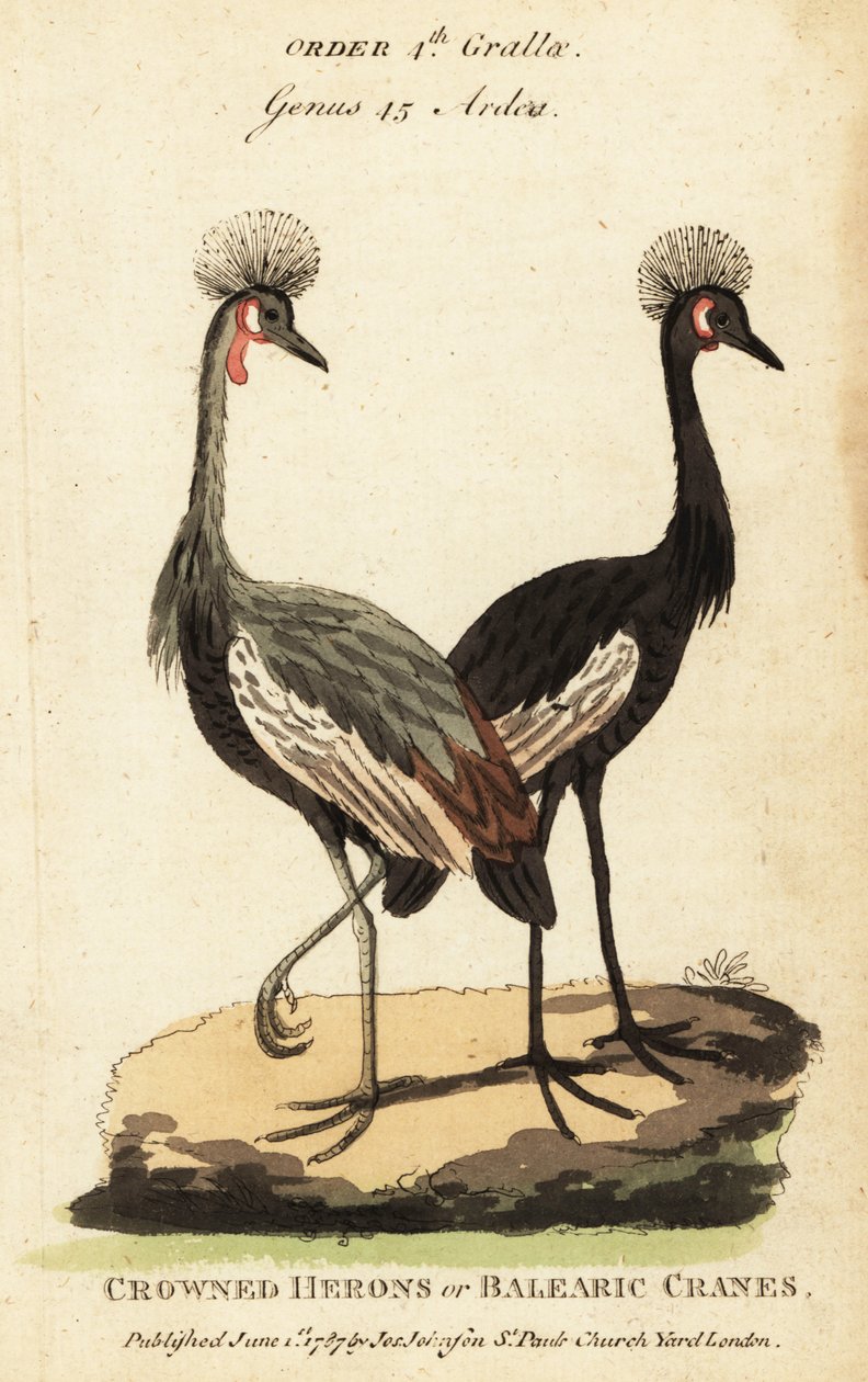 Guindaste com coroa preta, Balearica pavonina de George (after) Edwards