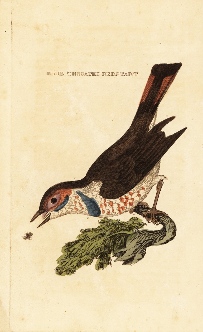 Bluethroat, Luscinia svecica de George (after) Edwards