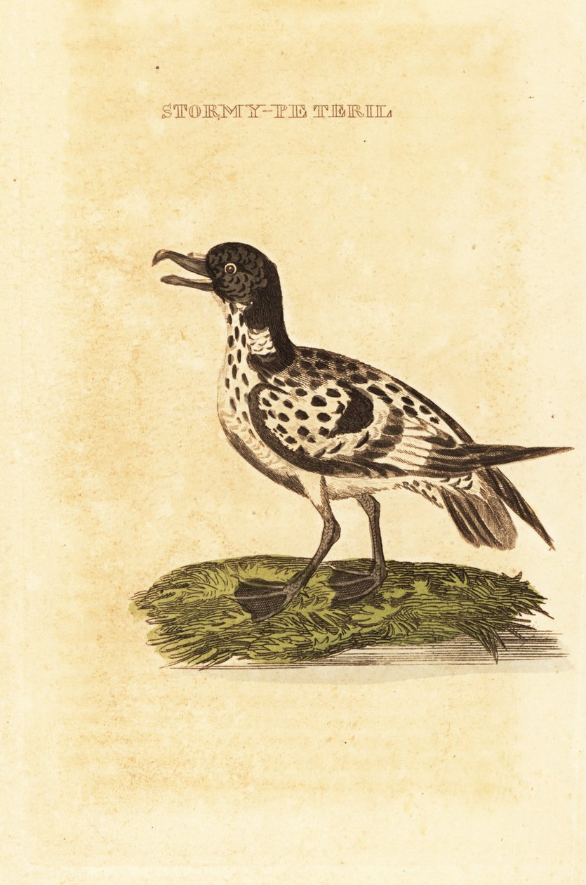 Cabo Petrel, Daption capense de George (after) Edwards