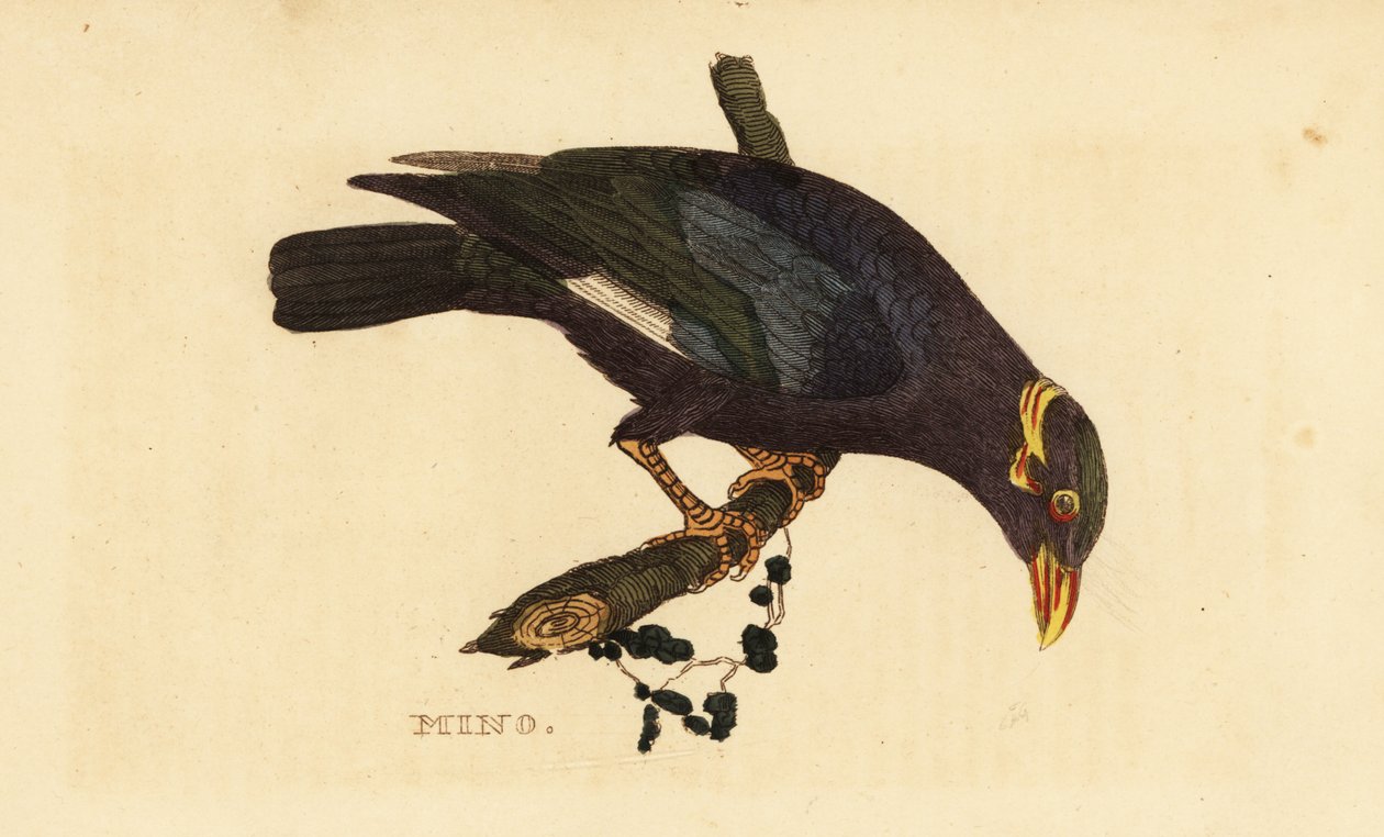 Collared myna, Acridotheres albocinctus de George (after) Edwards