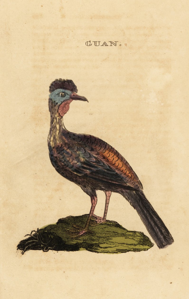 Guan Crested, Penelope purpurascens de George (after) Edwards