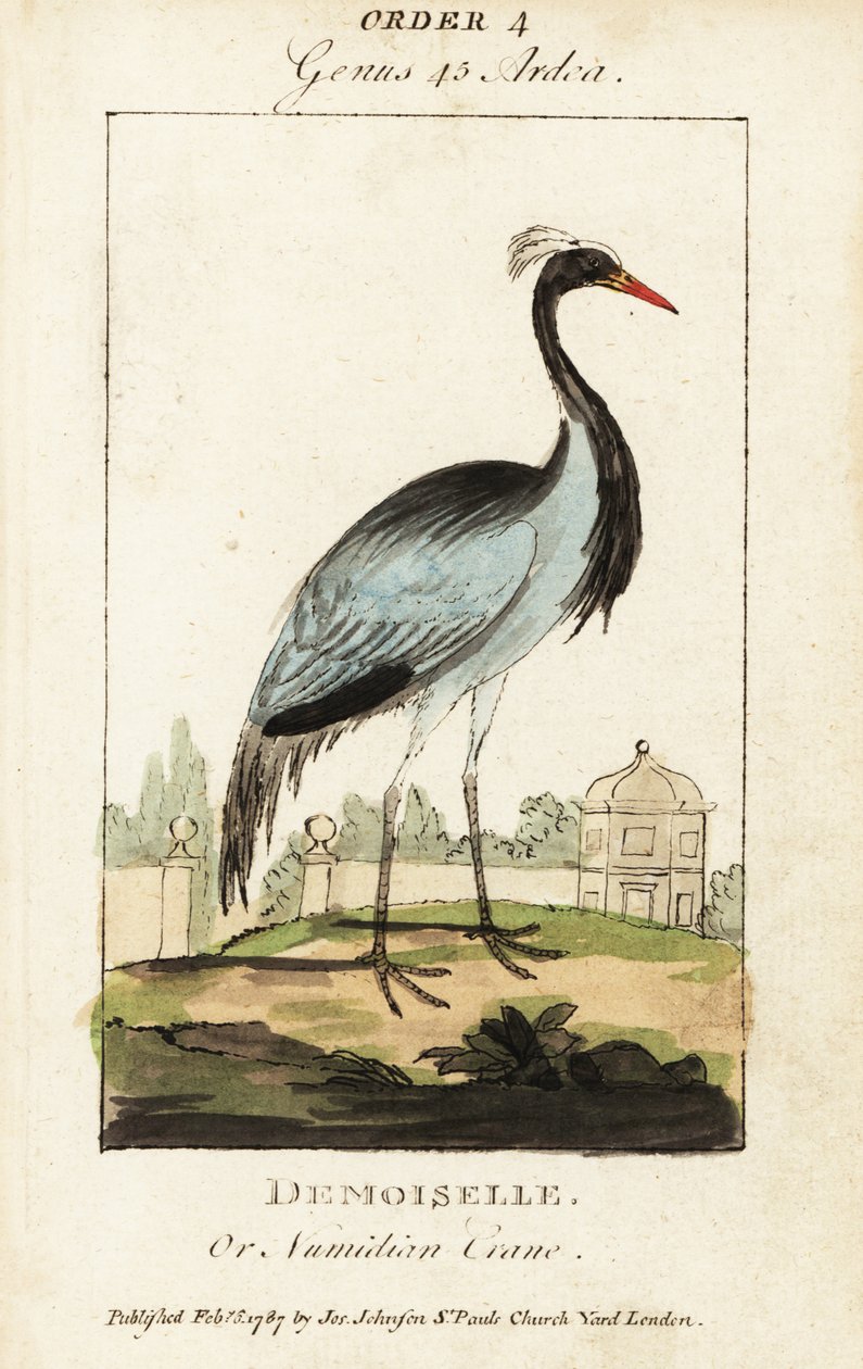 Demoiselle ou Numidian crane, Grus virgo de George (after) Edwards