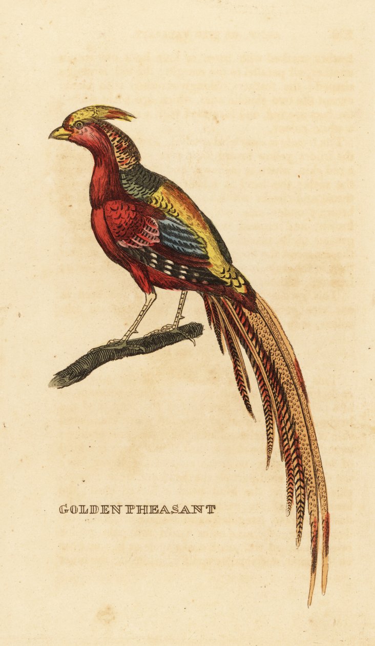 Faisão dourado, Chrysolophus pictus de George (after) Edwards