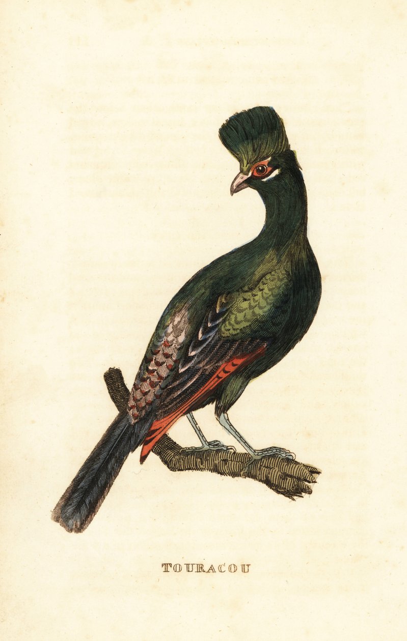 Guiné turaco ou turaco verde, Tauraco persa de George (after) Edwards