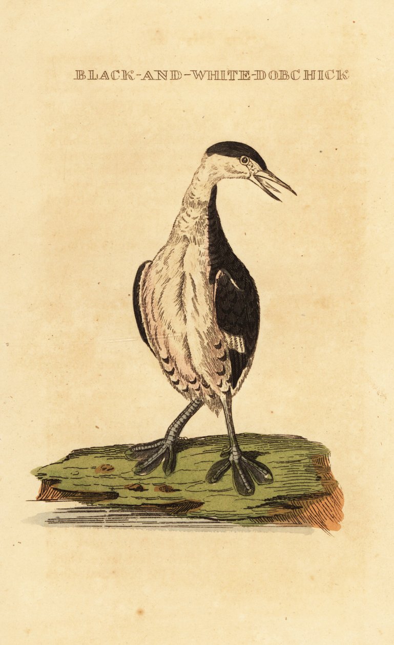 Greba de cornos, jovem, Podiceps auritus de George (after) Edwards