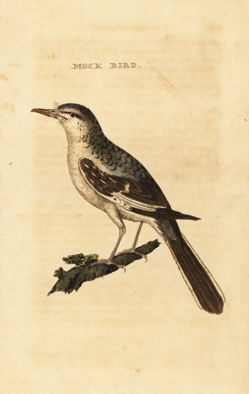 Pássaro zombador do norte, Mimus polyglottos de George (after) Edwards