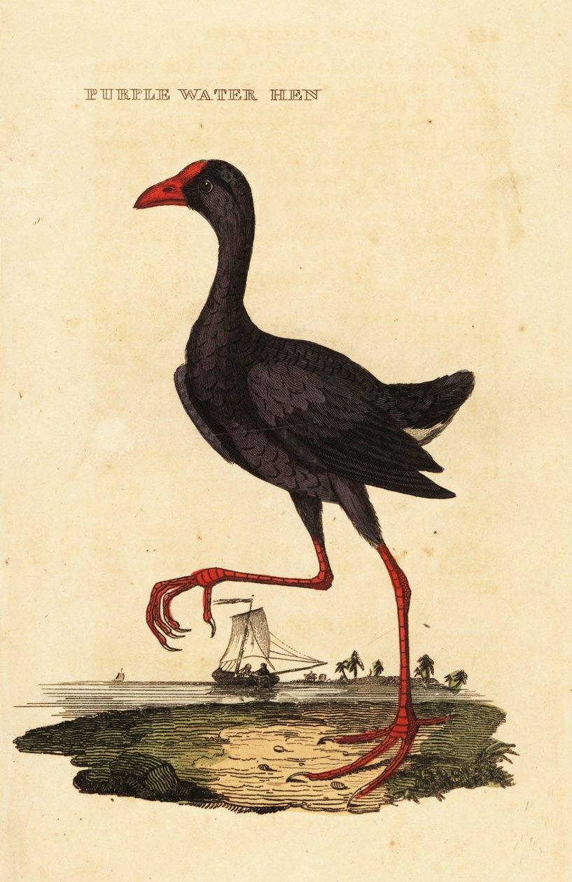 Pântano púrpura, Porphyrio porphyrio de George (after) Edwards