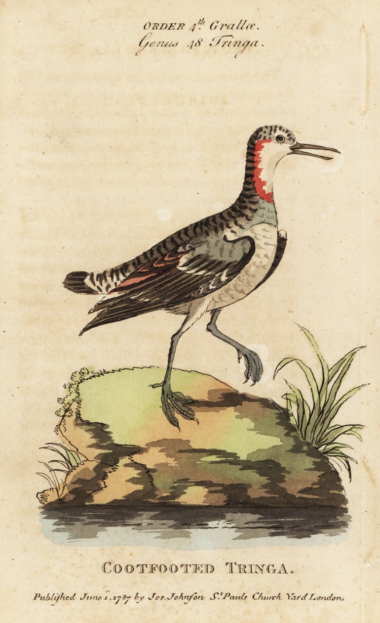 Falarope de pescoço vermelho, Phalaropus lobatus (Coot-footed tringa, Tringa rufra canadensis) de George (after) Edwards