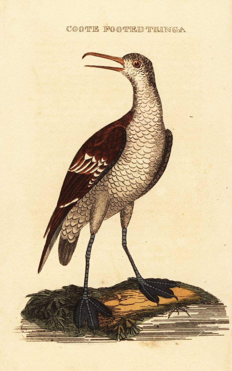Falarope de pescoço vermelho, Phalaropus lobatus de George (after) Edwards