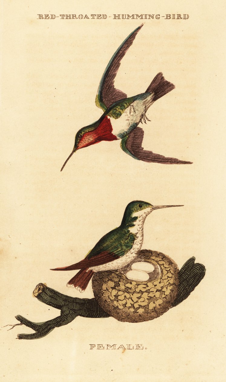 Beija-flor de garganta-rubi, Archilochus colubris de George (after) Edwards