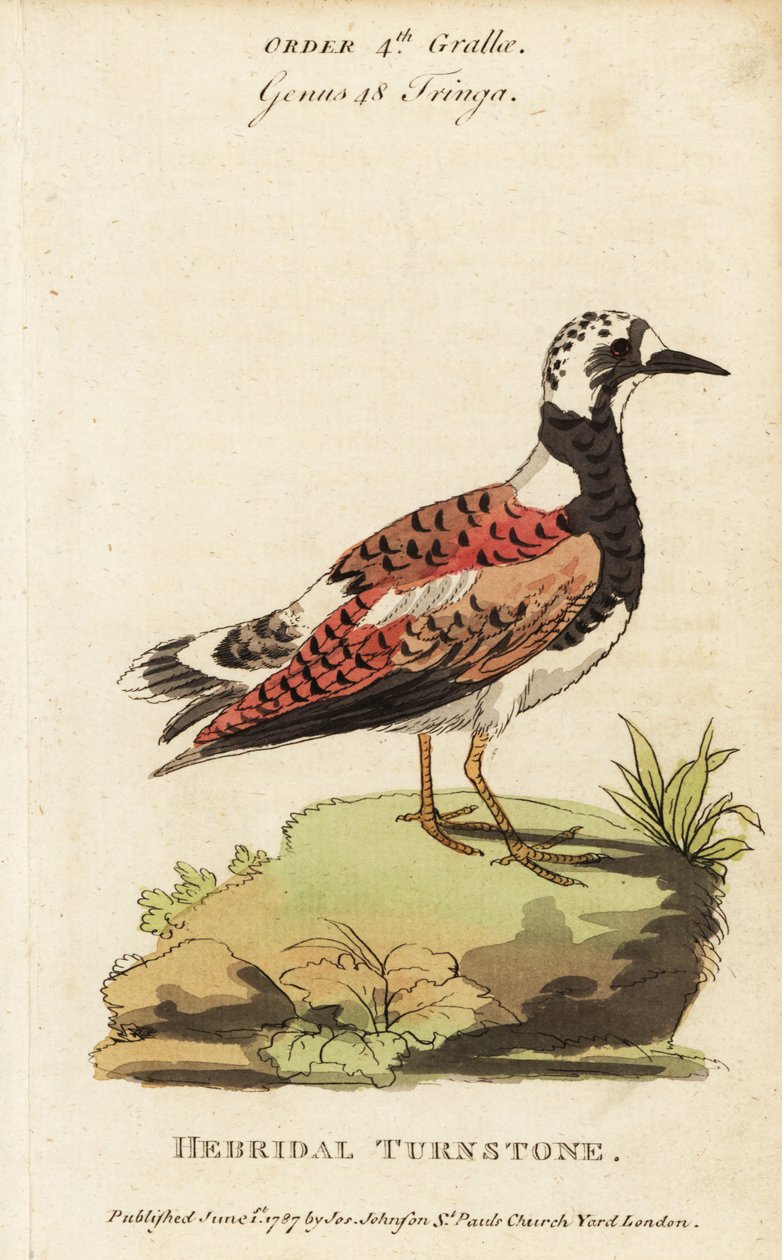 Ruddy Turnstone, Arenaria interpres de George (after) Edwards