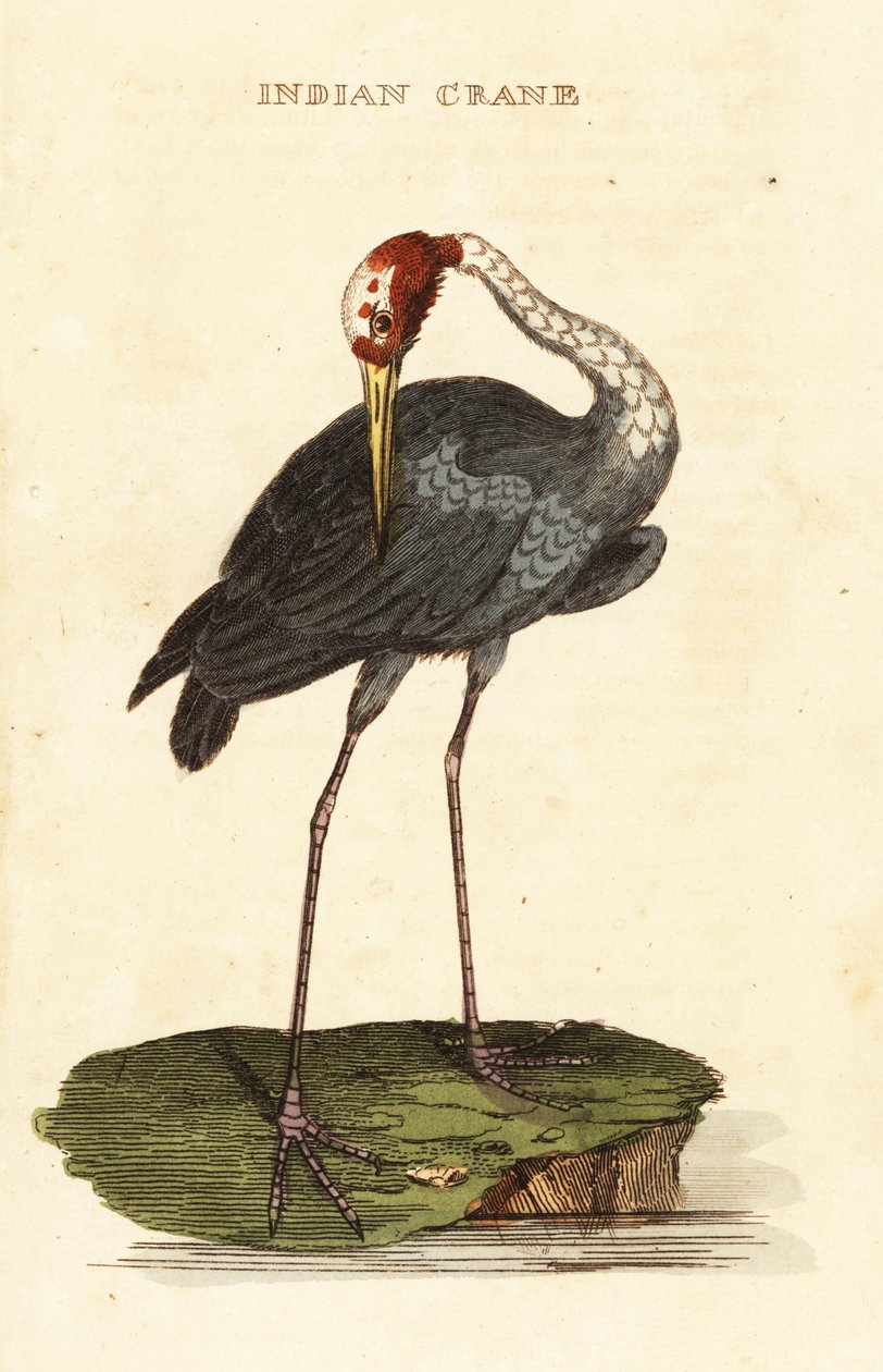 Guindaste Sarus, Antígono Antígono Antigone de George (after) Edwards