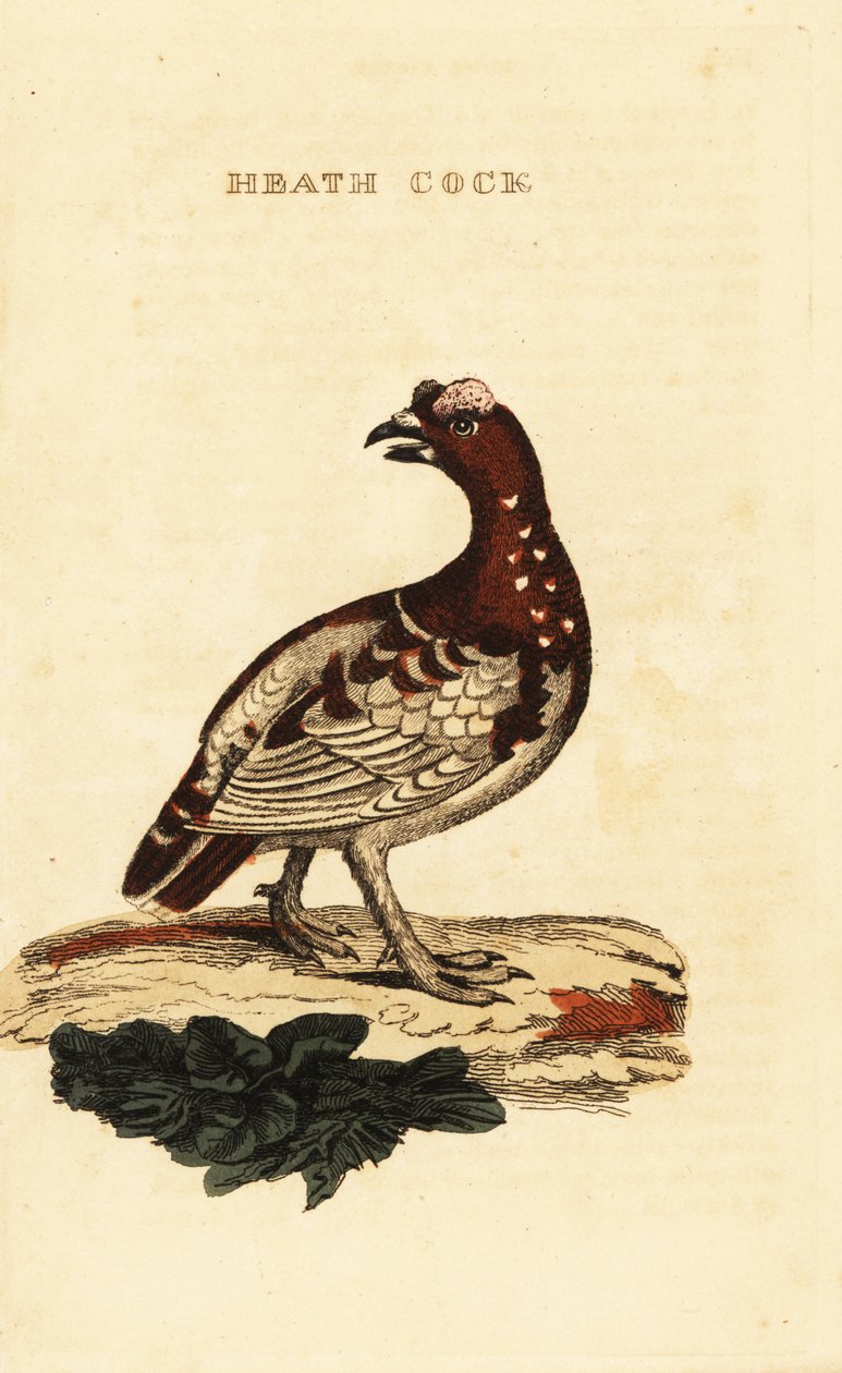 Abeto de abeto, Falcipennis canadensis canace de George (after) Edwards