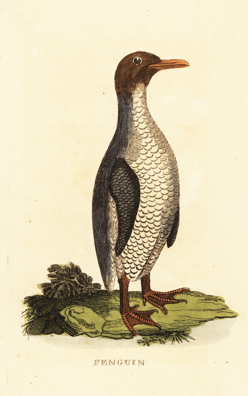 Espécies desconhecidas de pinguim de George (after) Edwards