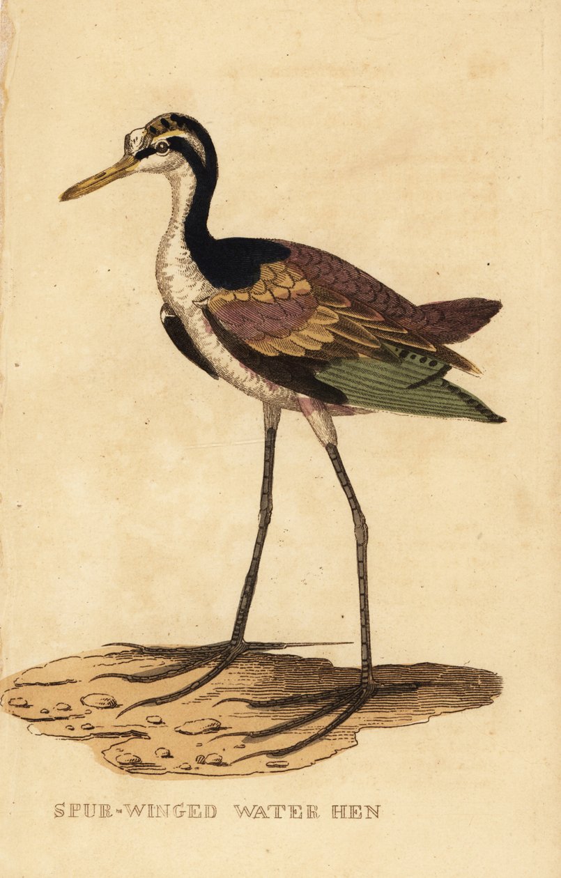 Jacana Wattled, Jacana Jacana Jacana de George (after) Edwards