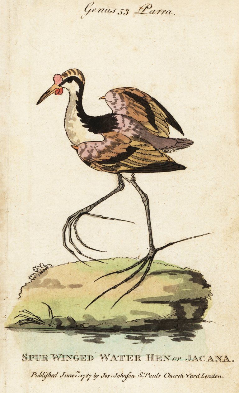 Jacana Wattled, Jacana Jacana Jacana de George (after) Edwards
