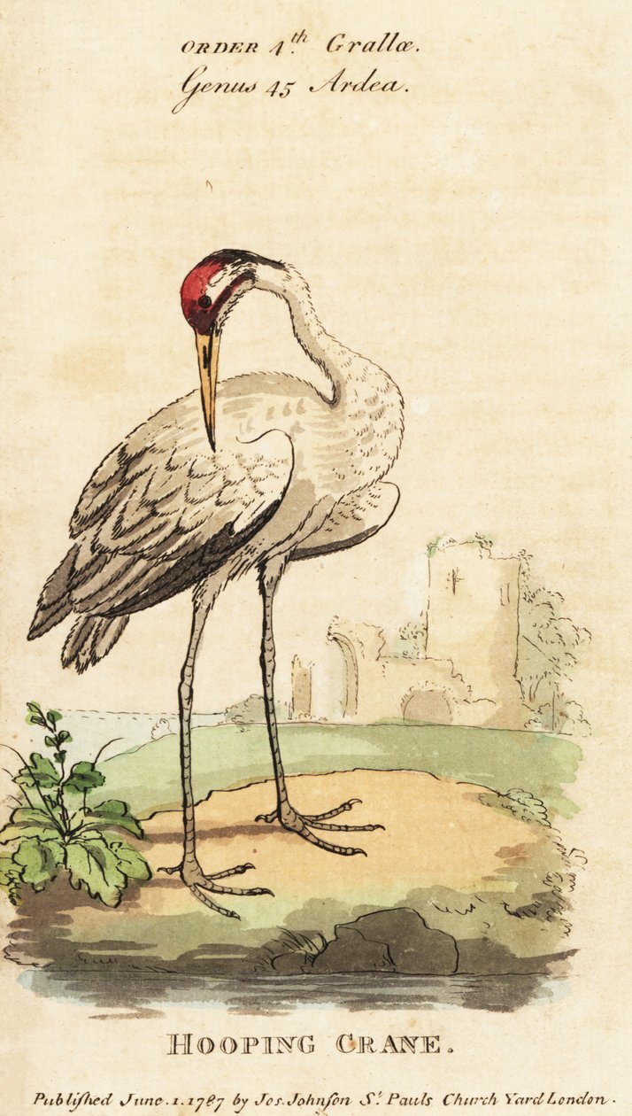 Grus americana Whooping crane de George (after) Edwards