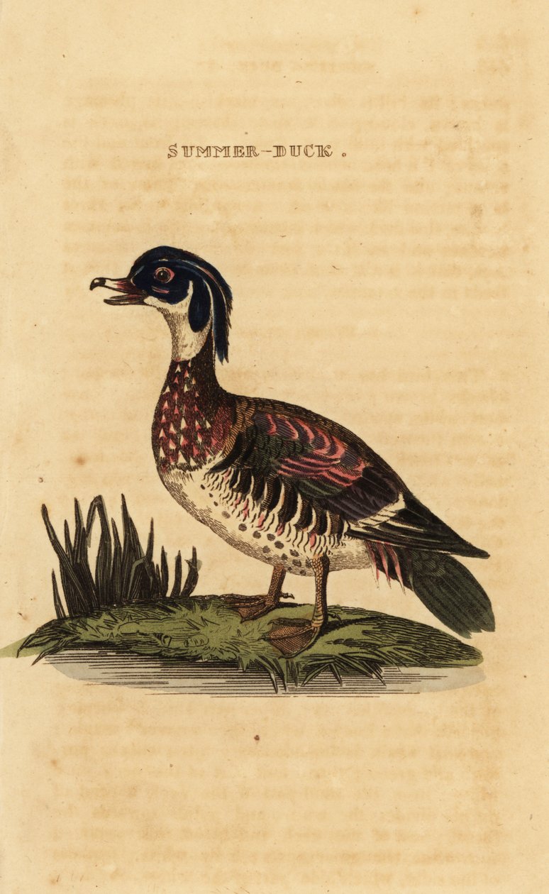 Pato de madeira, Aix sponsa de George (after) Edwards