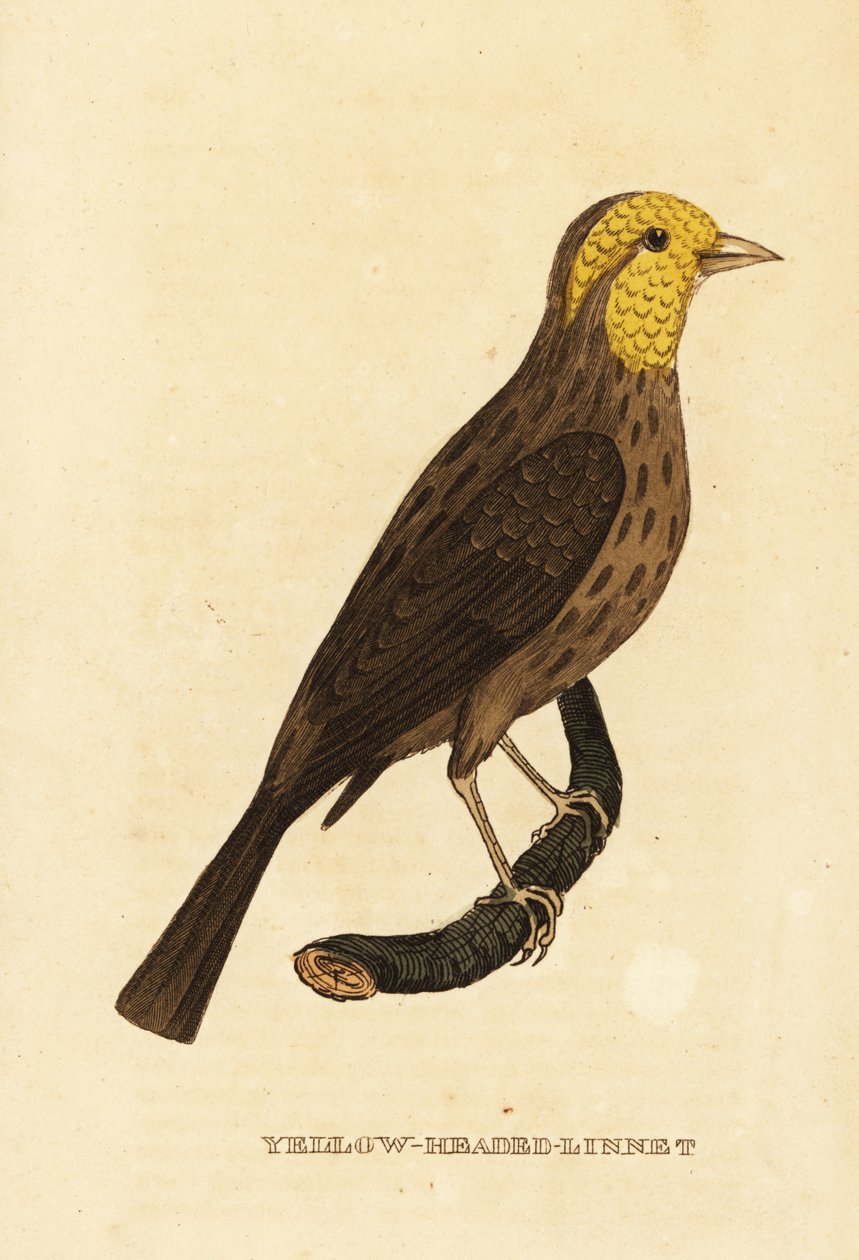Grosbeak amarelo, Pheucticus chrysopeplus de George (after) Edwards