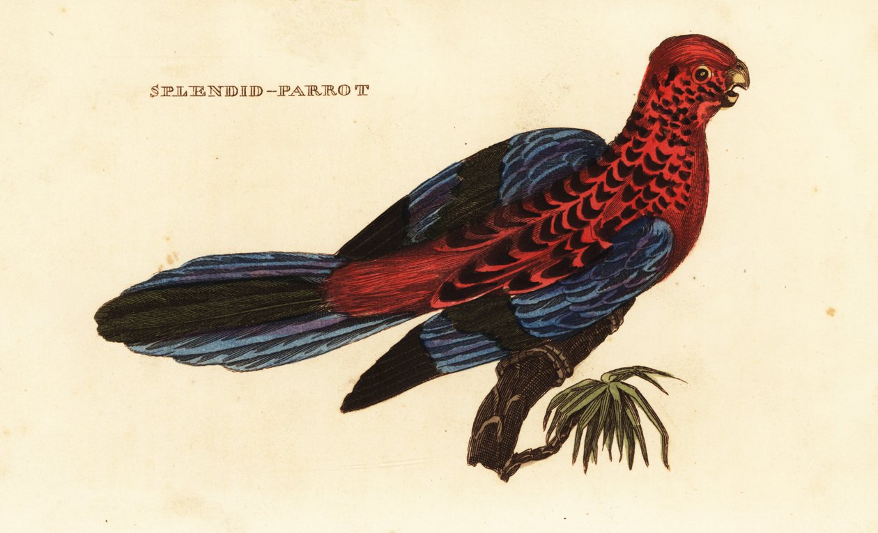 Crimson rosella, Platycercus elegans de George (after) Shaw