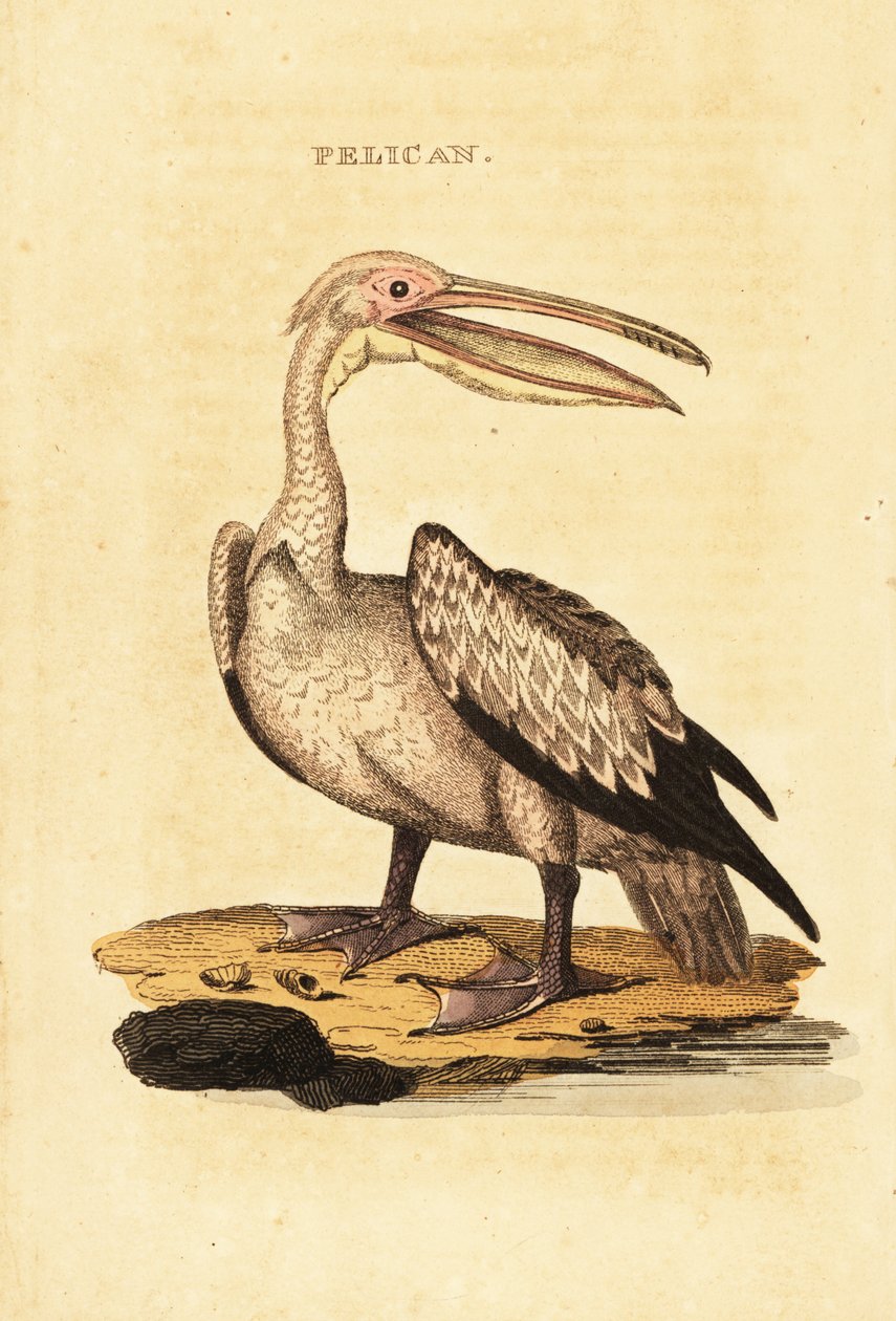 Grande pelicano branco, Pelecanus onocrotalus de George (after) Shaw