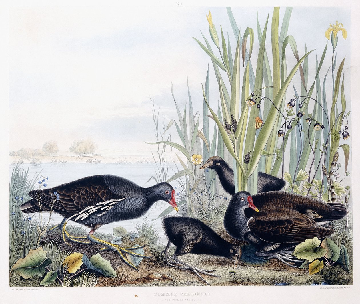 Gallinule comum (Moorhen)(masculino, feminino e jovem), c.1841 (gravura colorida à mão) de George (after) Shield