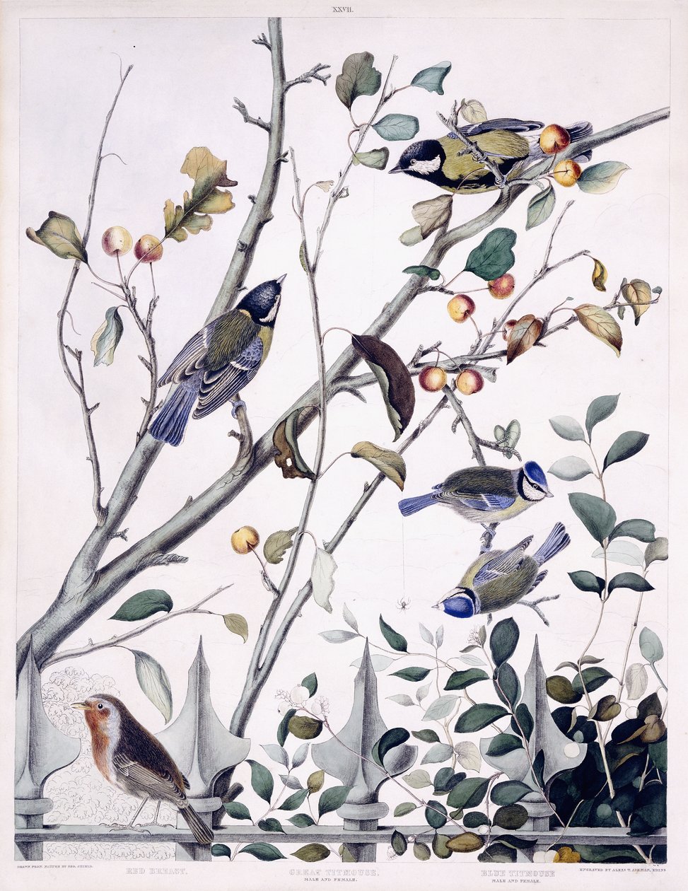 Mama Vermelha (Robin), Grande Rato Titmouse (Macho e Fêmea) e Blue Titmouse (Macho e Fêmea), c.1841 (gravura colorida à mão) de George (after) Shield