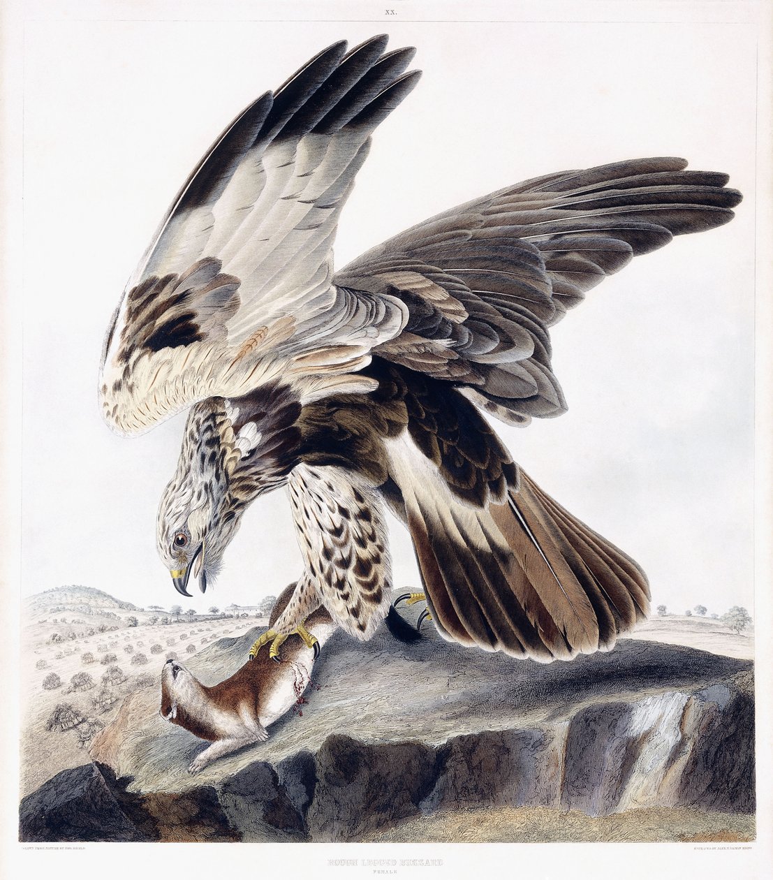 Rough Legged Buzzard (Feminino), c.1841 (gravura de cor à mão) de George (after) Shield