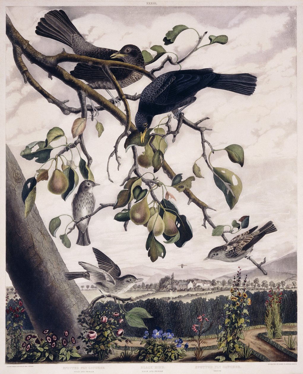 Apanhador de Moscas Manchadas (macho e fêmea), Ave Preta (macho e fêmea) e Apanhador de Moscas Manchadas (jovem), c.1841 (gravura colorida à mão) de George (after) Shield