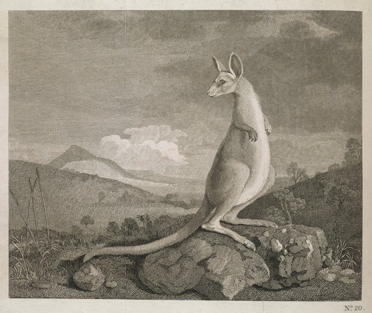 Um animal encontrado na costa da Nova Holanda chamado Kangaroo de George (after) Stubbs