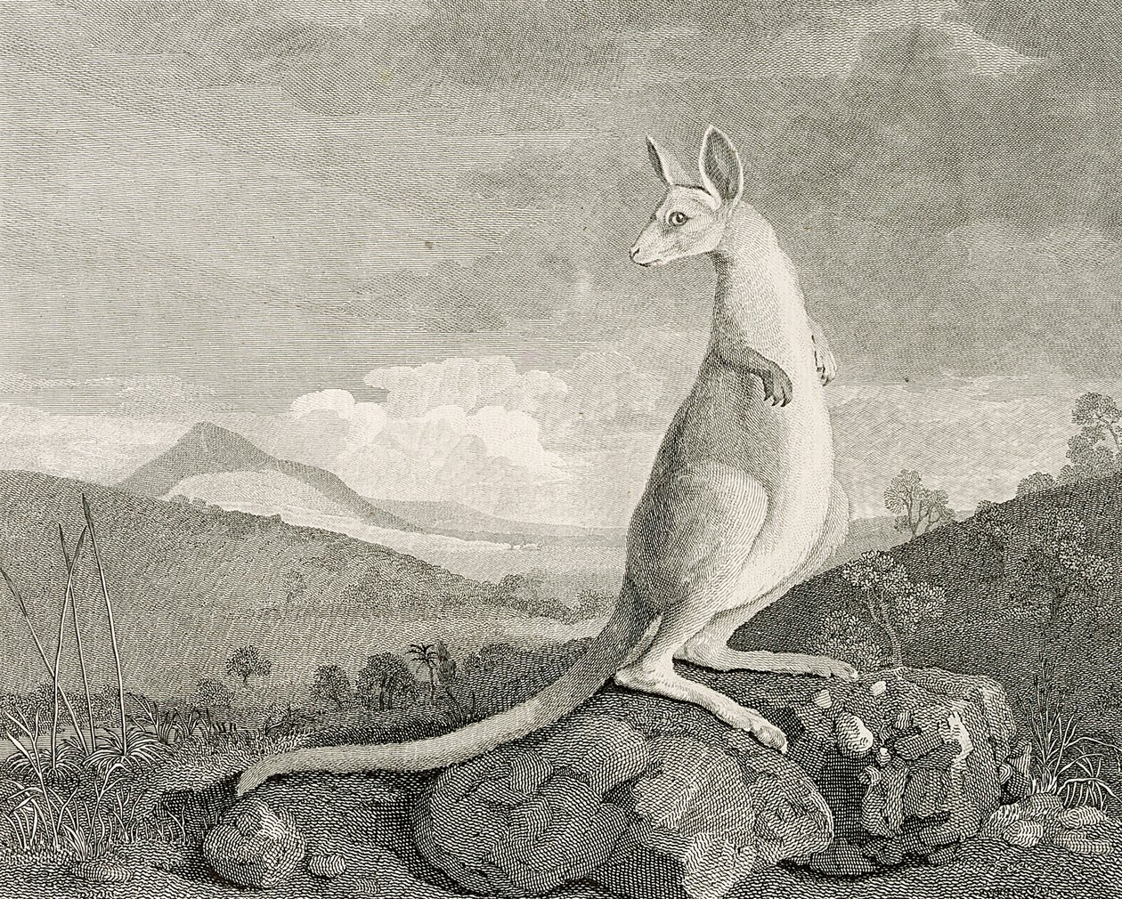 Um animal encontrado na costa da Nova Holanda, chamado Kanguroo", c.1773 (gravura, água-forte) de George (after) Stubbs