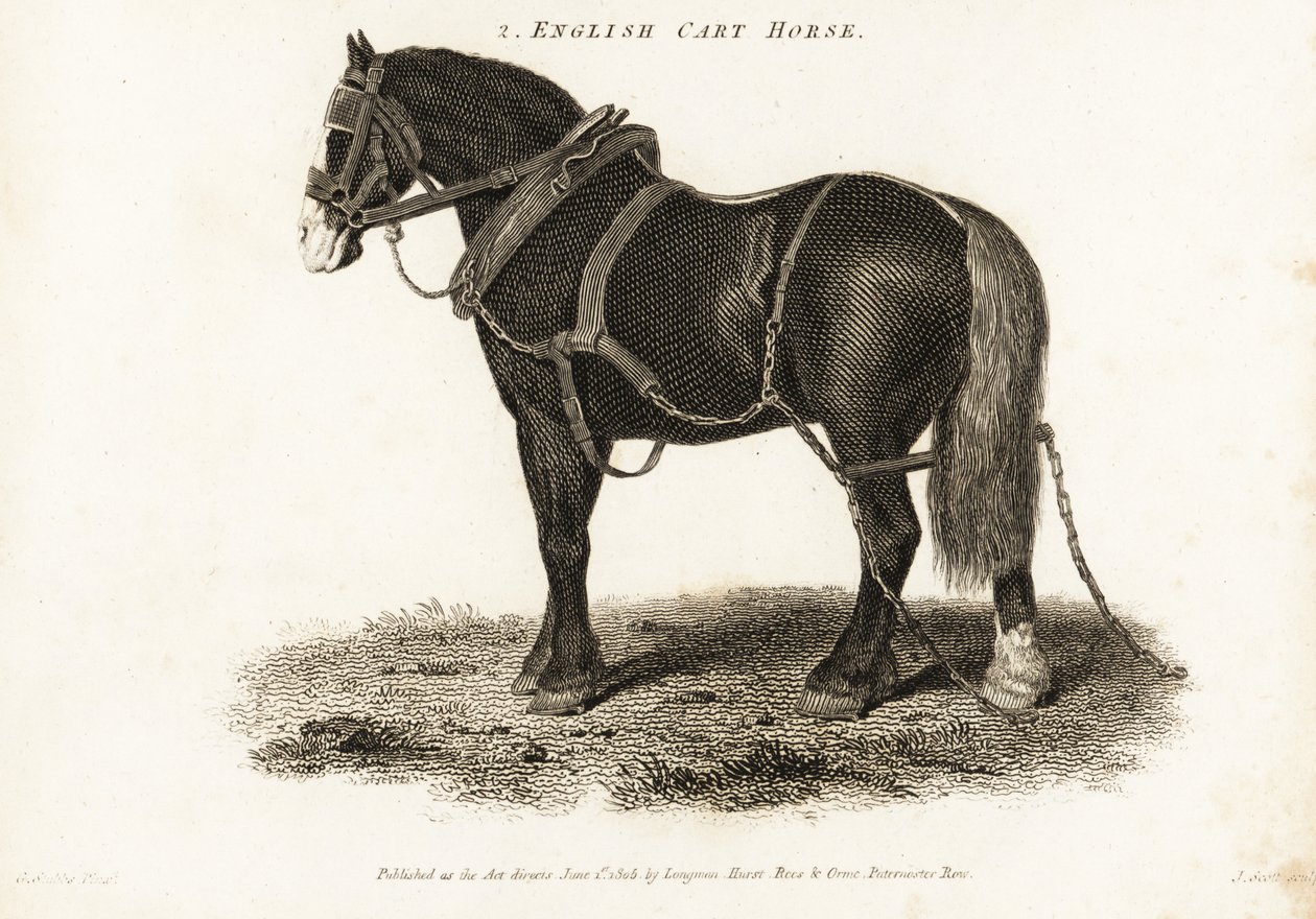 Cavalo de Carro Inglês ou cavalo de tracção Shire. de George (after) Stubbs