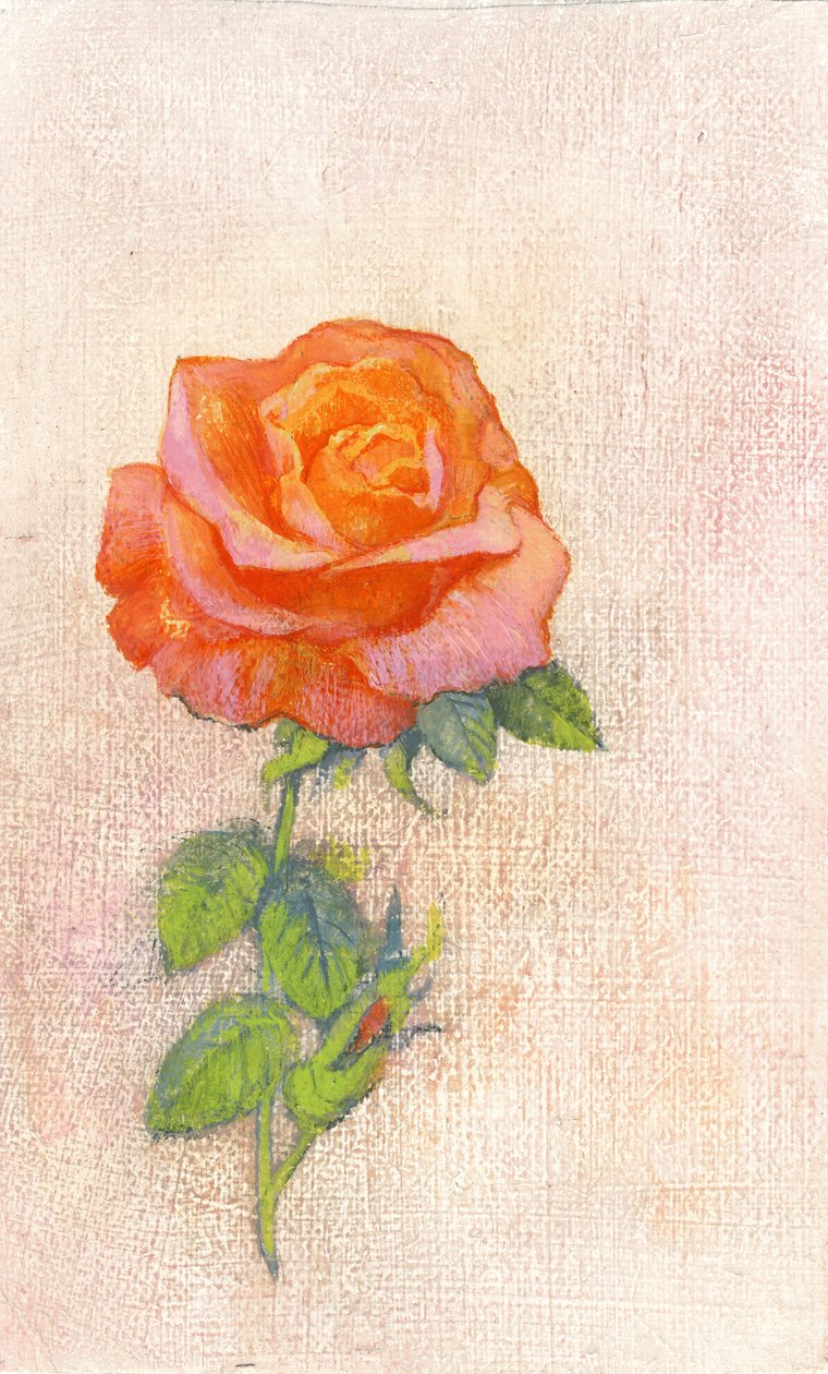 Rosa pálida, década de 1980 (guache em compensado gesso) de George Adamson