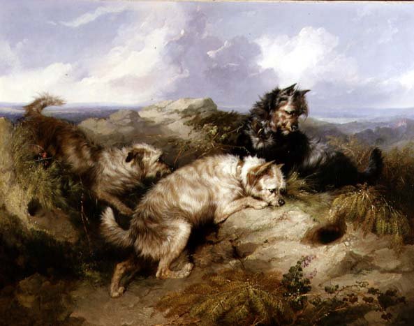 Um Dandy Dinmont e Dois Cairns Rabbiting (óleo sobre tela) de George Armfield