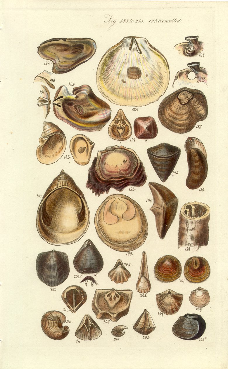 Placa Concológica Manual 11. Ostras e outras conchas de George B. Sowerby