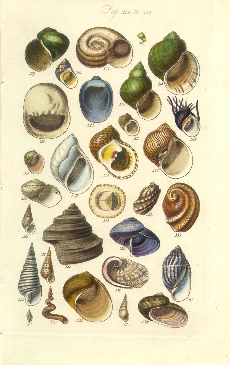 Placa Manual Conchológico 15. Conchas coloridas incluindo conchas de Abalone de George B. Sowerby