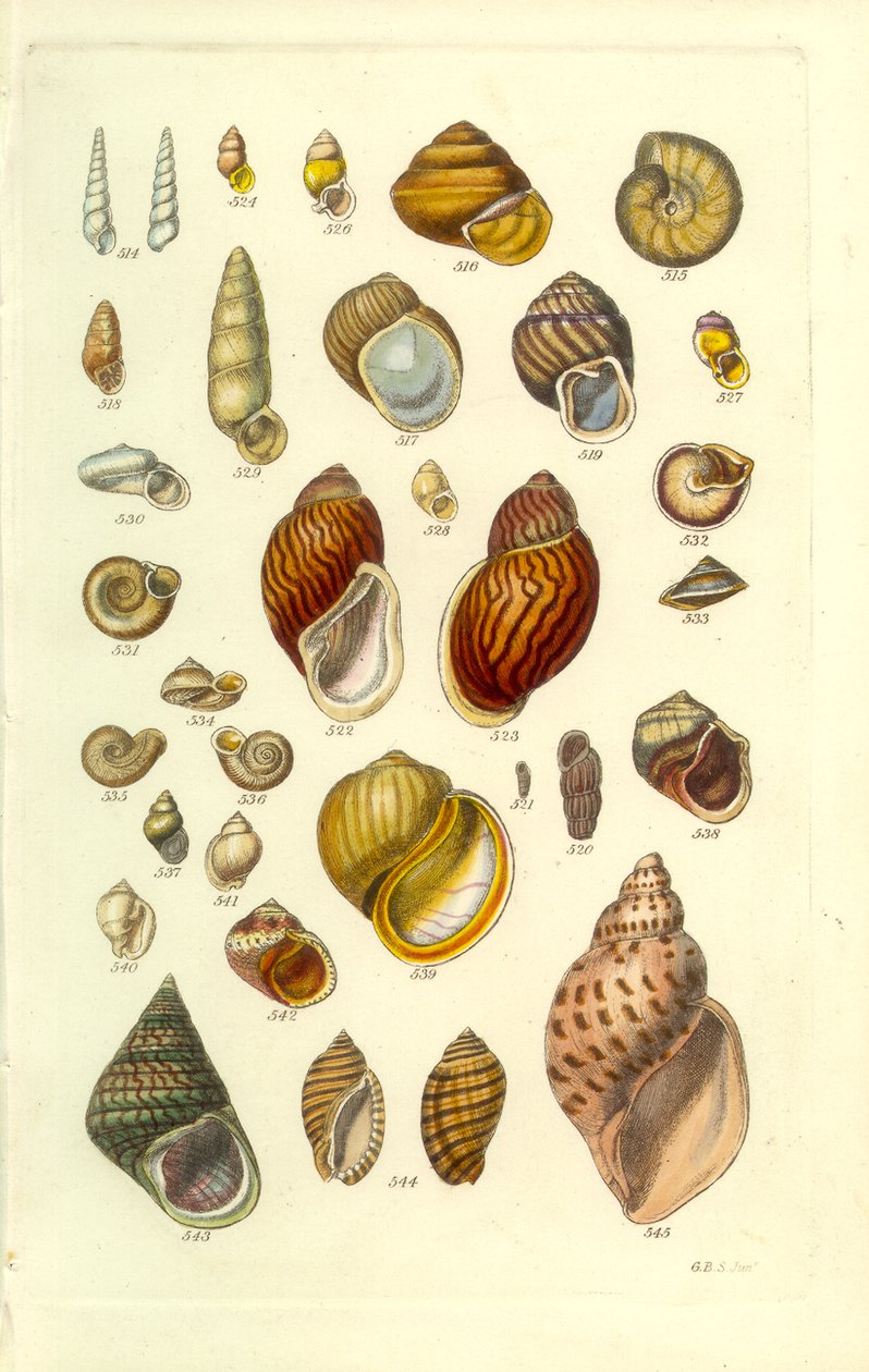 Placa Concológica Manual 25. Conchas terrestres coloridas de George B. Sowerby