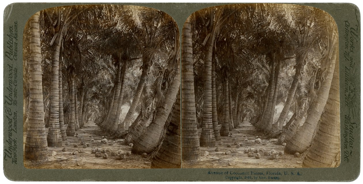 Avenida dos coqueiros, Flórida, EUA, 1891. de George Barker