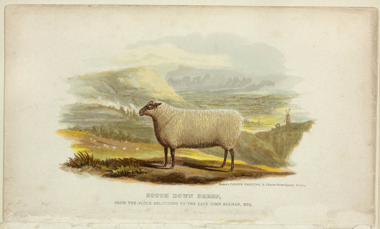 Ovelhas South Down de George Baxter
