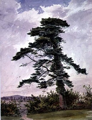 Paisagem, com um pinheiro escocês de George Bedford