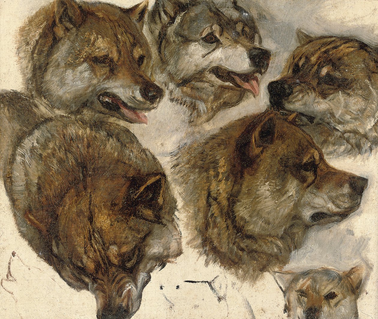 Estudos de cabeças de huskies de George Bouverie Goddard