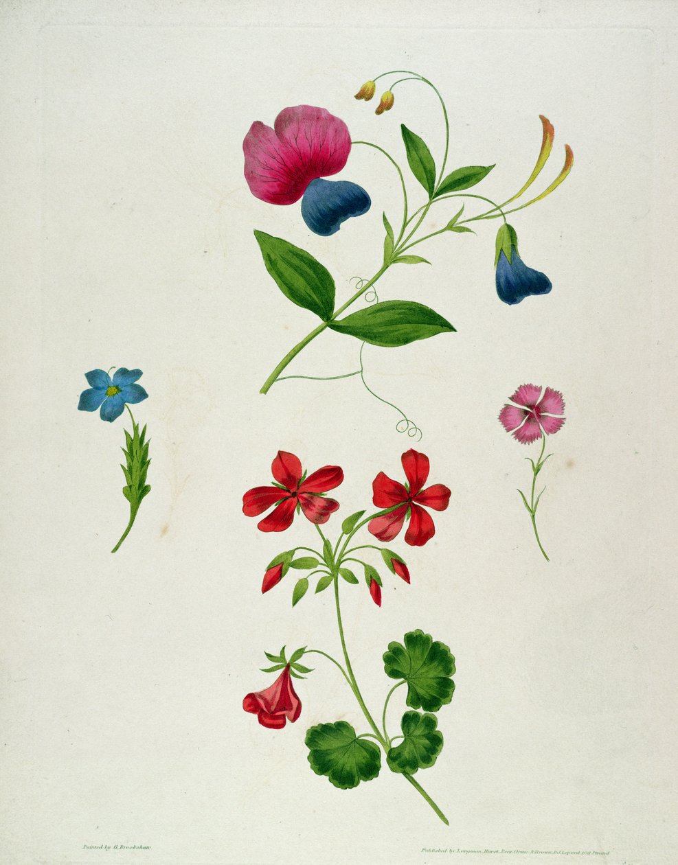 Uma ilustração de &39;Um novo Tratado sobre pintura de flor, ou, cada senhora seu próprio mestre de desenho&39;, 1816 (cor impressa stipple gravura com mão de colorir) de George Brookshaw