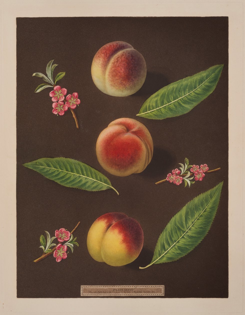 Chanceler, Catherine e os pêssegos Old Newington (cor litho) de George Brookshaw