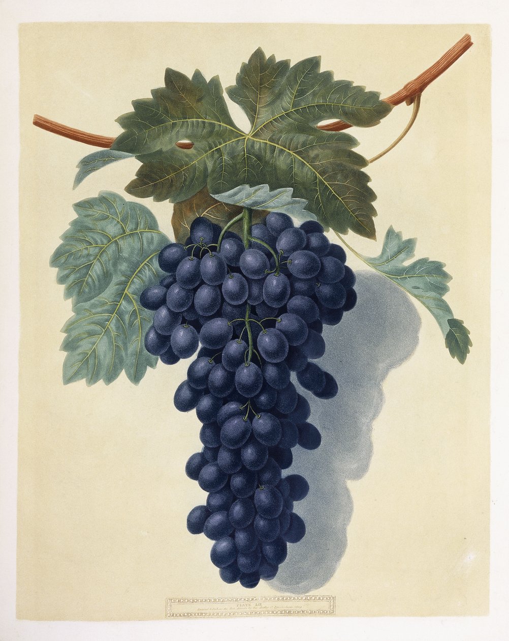 Placa LII (um cacho de uvas roxas) de George Brookshaw