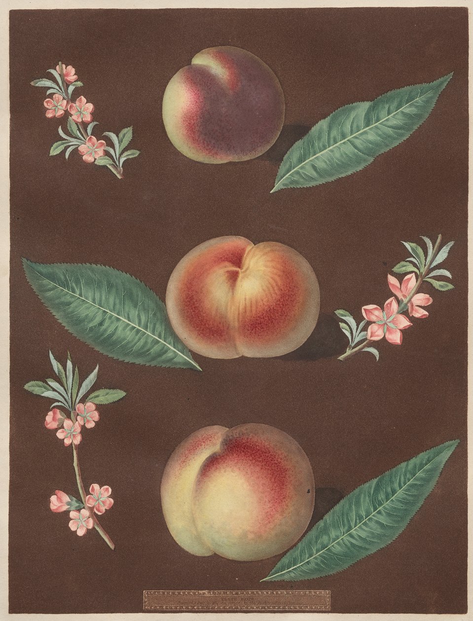 Pomona Britannica: No. 33 - Pêssegos de George Brookshaw
