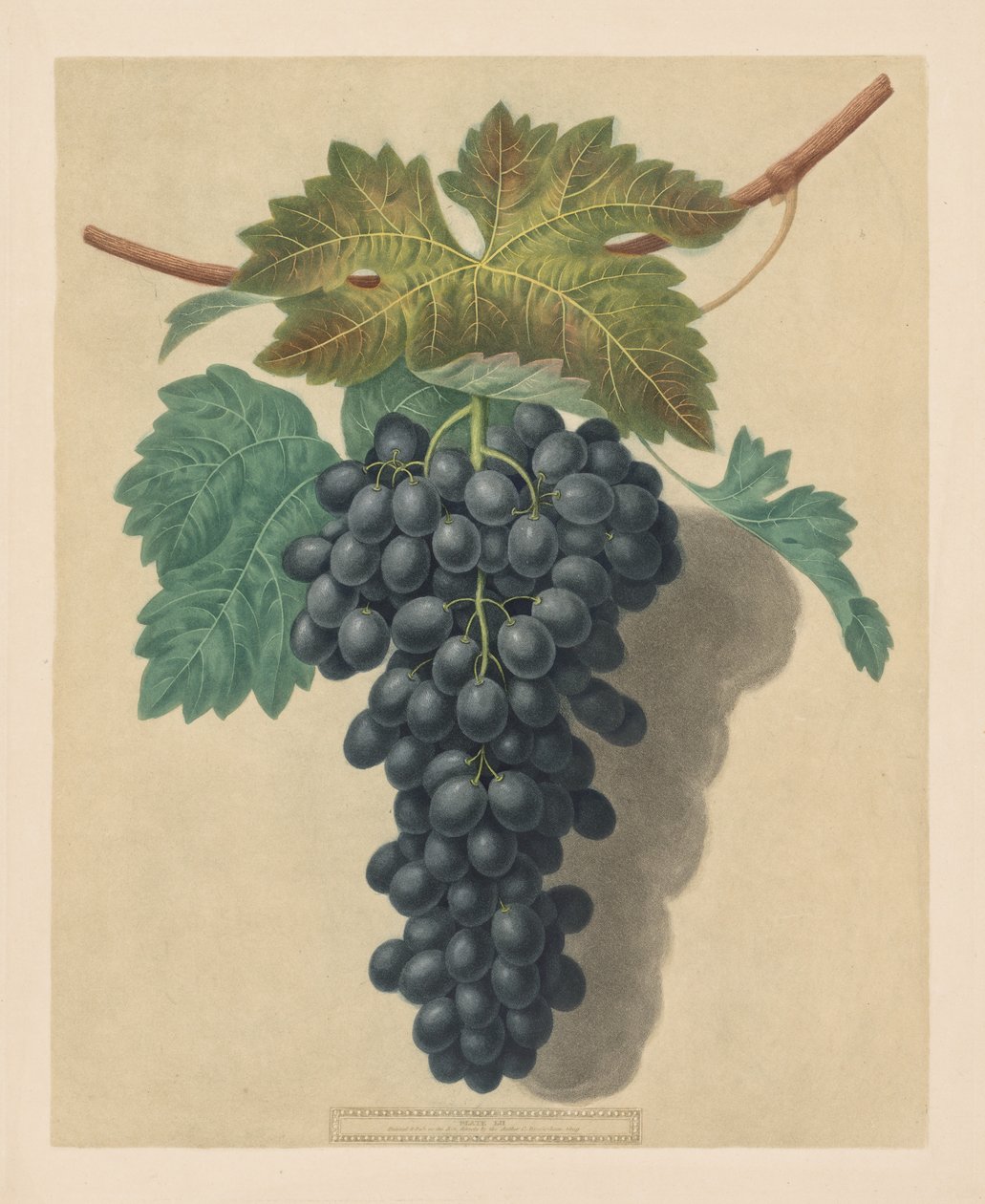 Pomona Britannica: No. 52 - Black Prince Grape, 1809. de George Brookshaw
